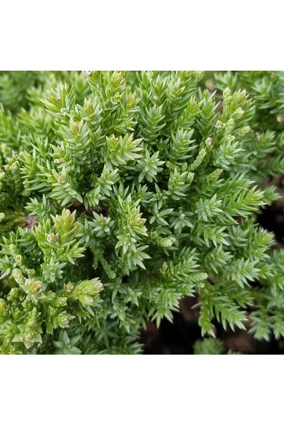 Можжевельник лежачий Нана - колючая голубовато-зеленая хвоя